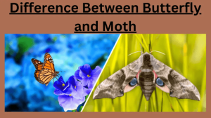 Difference between butterfly and moth