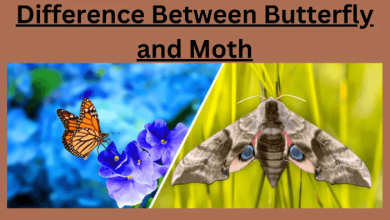 Difference between butterfly and moth